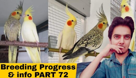 How to breed cockatiels PART 72 Hindi Urdu | Earning Money | Cockatiel Breeding | AHSAN PETs