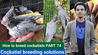 How to breed cockatiels PART 74 Hindi Urdu | Cockatiel Breeding Solutions | AHSAN PETs