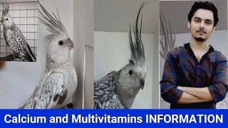 How to breed cockatiels PART 79 Hindi Urdu | Cockatiel Breeding Solutions | AHSAN PETs
