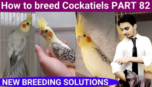 How to breed cockatiels PART 82 Hindi Urdu | Cockatiel breeding solutions | AHSAN PETs