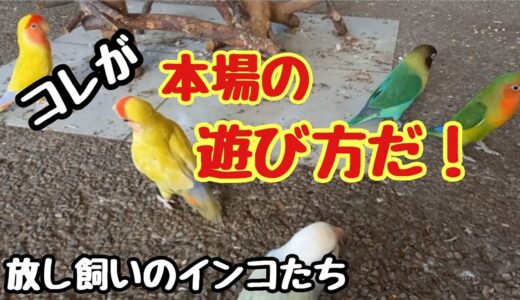 コザクラインコ ボタンインコ ヤエザクラインコ オカメインコが遊ぶ…放し飼いのインコたち