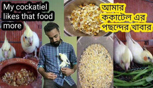 Cockatiel What Likes To Eat. / ককাটিয়েল কি কি খেতে পছন্দ করে।