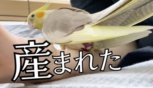 オカメインコ初めての産卵