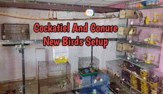 देखिये कैसे बनेगी Cockatiel, Conure, Love Birds की शानदार कॉलोनी || Changes In New Budgies Colony
