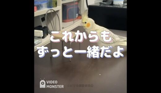 【オカメインコ】これからもずっと一緒だよ【かわいい】