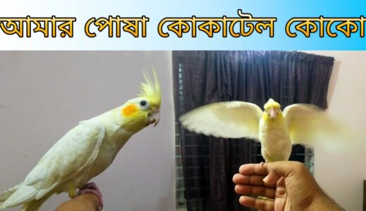 Meet my tame cockatiel COCO | আমার পোষ মানানো কোকাটেল পাখি