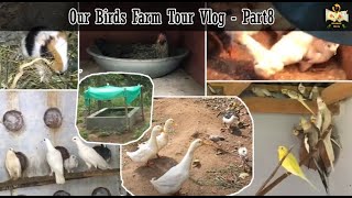 Our Birds Farm Tour Vlog | cockatiel, guinea pig, pigeon, Nattu kozhi, duck vlog | @WinNest Birds