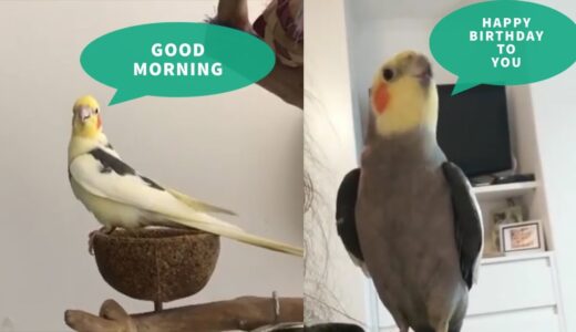 Adorable Cockatiel Parrots Singing and Talking Compilation | Cute Lovely Cockatiel Sounds