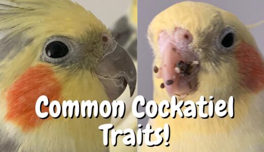 Cockatiel Behaviour | Common Cockatiel Traits | WarGamingParrot