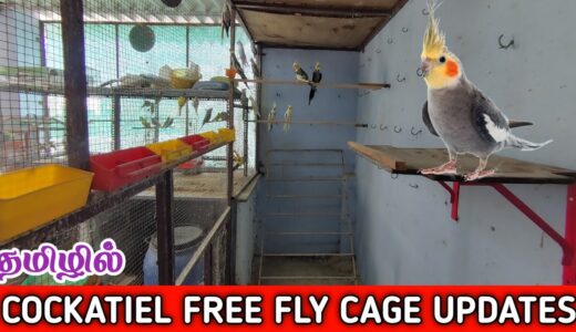 Cockatiel Birds Free Flying Bigger Cage Updates | Tamil | Fancy Birds Chennai