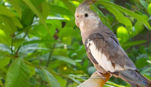 Cockatiel Flock Sounds, Call Songs – White-Faced Cockatiel (Jono)
