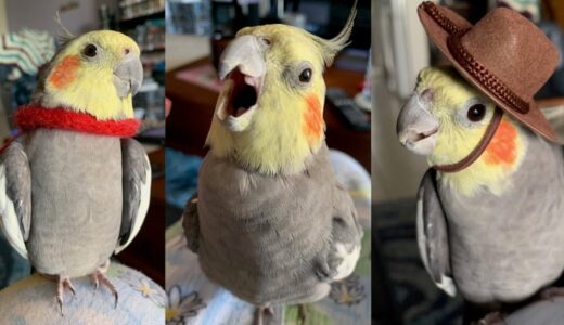 Cockatiel TikTok Compilation