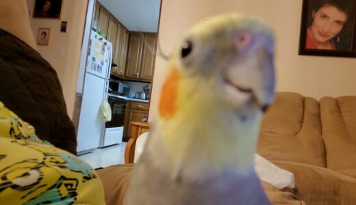 Cockatoo Play, Cockatiel Chatter, and ??