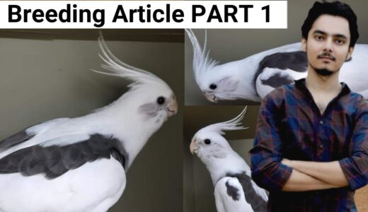 How to breed cockatiels PART 103 Hindi Urdu | Cockatiel Breeding Solutions | AHSAN PETs