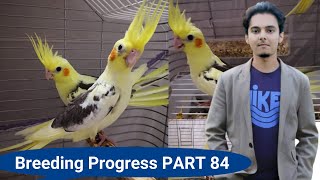 How to breed cockatiels PART 84 Hindi Urdu | Cockatiel Breeding Solutions | AHSAN PETs