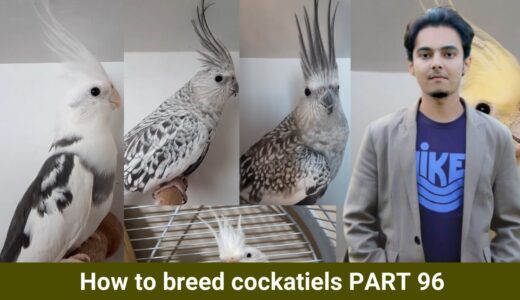 How to breed cockatiels PART 96 Hindi Urdu | Cockatiel Breeding Solutions | AHSAN PETs