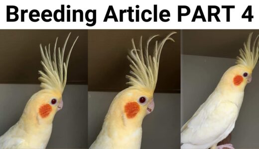 how to breed cockatiels PART 106 Hindi Urdu | Cockatiel Breeding Solutions | AHSAN PETs