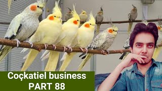 how to breed cockatiels PART 88 Hindi Urdu | Cockatiel Breeding Solutions | AHSAN PETs