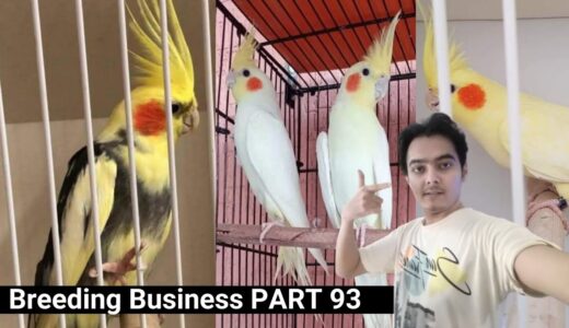 how to breed cockatiels PART 93 Hindi Urdu | Cockatiel Breeding Solutions | AHSAN PETs