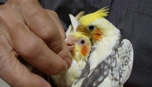 オカメインコの初日　まだ緊張しているようです。