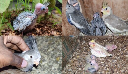 30 days Cockatiel chicks care and   Cockatiel chicks food tips | V2BIRDS |