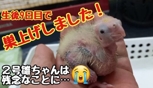 オカメインコの雛ちゃん…生後9日目ですが巣上げしました！初めての挿し餌も元気に食べてくれました❣
