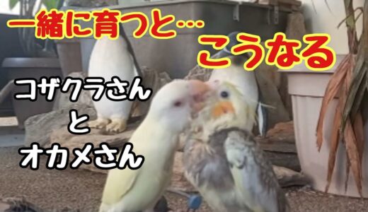 コザクラインコとオカメインコ🐦雛の時一緒に育つと…こんなに仲良しになります😄