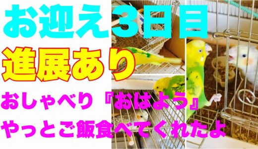 【お迎え3日目】可愛いオカメインコのムムちゃん　おしゃべりとご飯