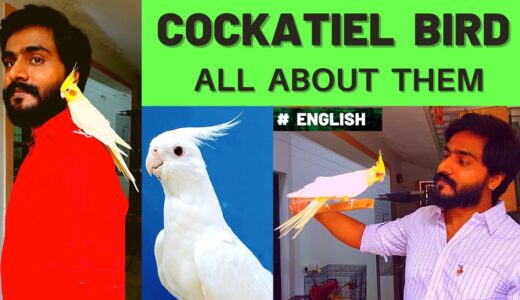 COCKATIEL BIRDS – ALL  ABOUT  THEM   |  English Version