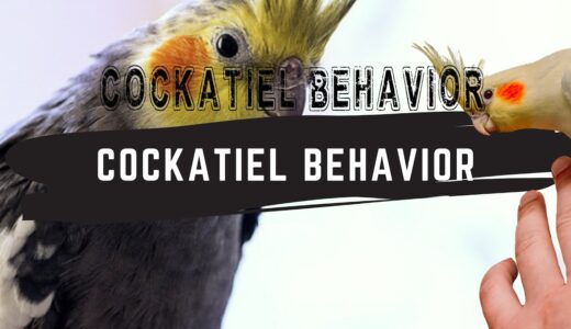 Cockatiel Behavior – Understand Cockatiel Gestures