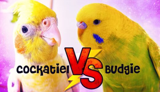 Cockatiel or Budgie What should you get???