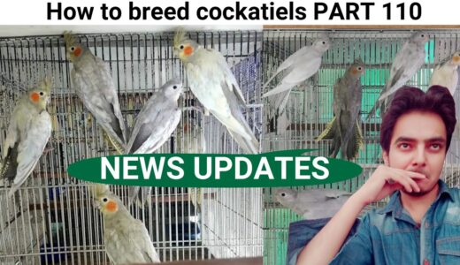 How to breed cockatiels PART 110 Hindi Urdu | Cockatiel Breeding Solutions | AHSAN PETs