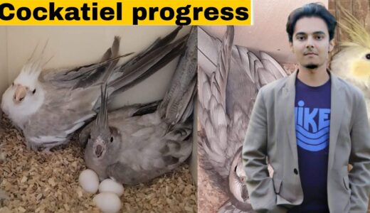 How to breed cockatiels PART 118 Urdu Hindi | Cockatiel Breeding Solutions | AHSAN PETs