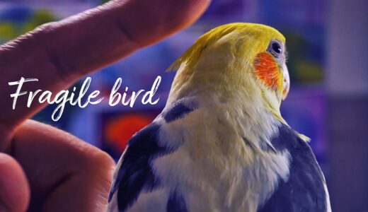 No One Wanted Blind Cockatiel, so…