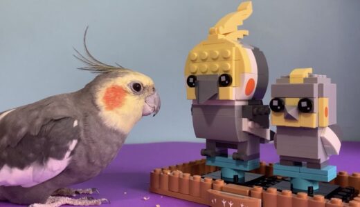 Real Cockatiel Meets Lego Cockatiel