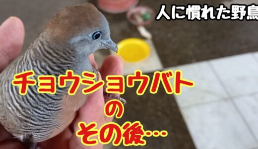 オカメインコとチョウショウバトが仲良く遊んでいます😊