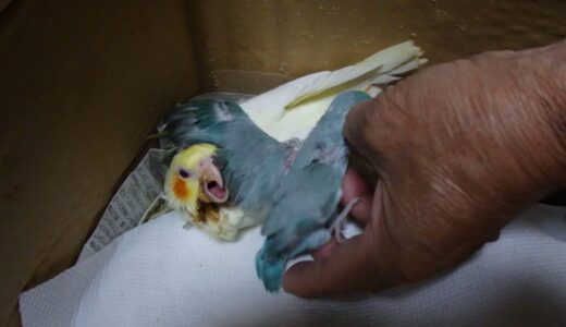 オカメインコがマメルリハの見守り役に最適！