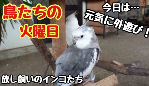 オカメインコ、コザクラインコ、ボタンインコ…皆んな仲良く外遊びです。
