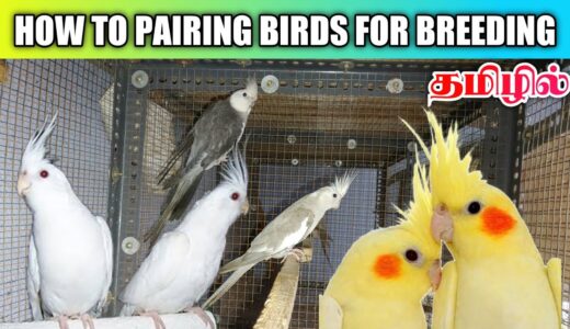 How To Pairing Pet Birds Cockatiel & Budgies ALB For Breeding | தமிழில் | Fancy Birds Chennai