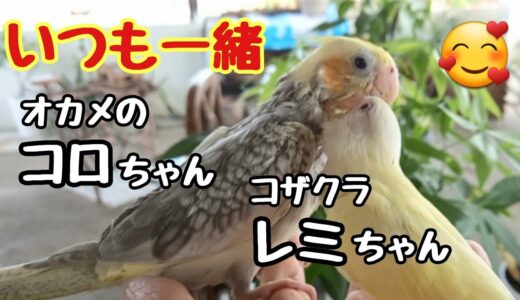 コザクラインコとオカメインコ🐦いつも一緒の仲良しです💞😊