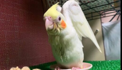 ご飯を催促するオカメインコの雛