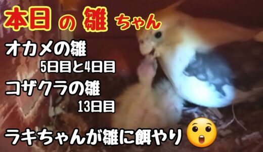 オカメインコとコザクラインコの雛ちゃん🐥ラキちゃんも一緒に子育て中❣