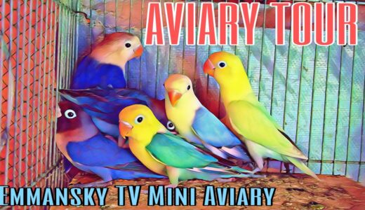 AVIARY TOUR | EMMANSKY TV MINI AVIARY | LOVEBIRDS | PARAKEETS | COCKATIEL
