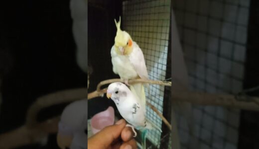 Angry Cockatiel Bird Bite my Budgie#shots #youtubeshorts#viral #cocktailbirds #cockatiel #angrybirds
