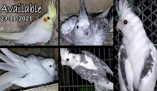 Cockatiel Breeder & Ready For Breed Pairs are Available | 23/11/2021 | Urdu/Hindi | Lodhi Birds