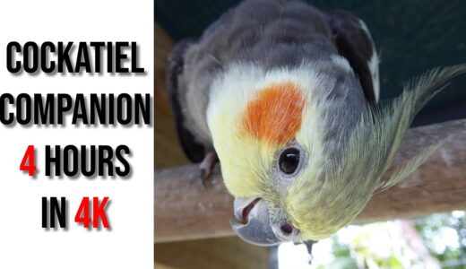 Cockatiel Companion 4 Hours of Friends for Your Pet Bird  |  THANKSGIVING DAY SPECIAL