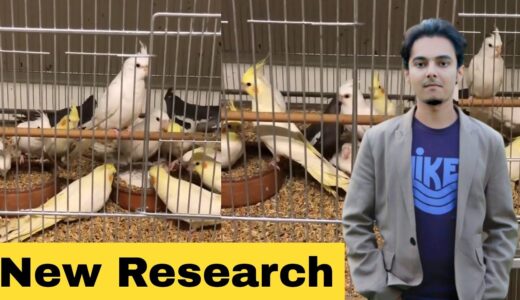 How to Breed Cockatiels PART 150 Urdu Hindi Punjabi | Cockatiel Breeding Solutions | AHSAN PETs