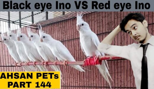 How to breed Cockatiels PART 144 Urdu Hindi | Cockatiel Breeding Solutions | AHSAN PETs