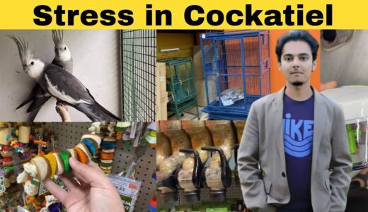How to breed Cockatiels PART 156 Urdu Hindi Punjabi | Cockatiel Breeding Solutions | AHSAN PETs