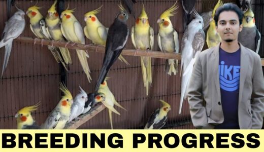 How to breed Cockatiels PART 162 Urdu Hindi Punjabi | Cockatiel Breeding Solutions | AHSAN PETs